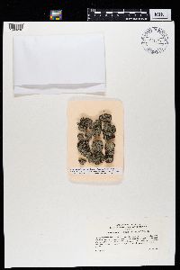 Imshaugia placorodia image