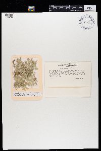 Evernia prunastri image