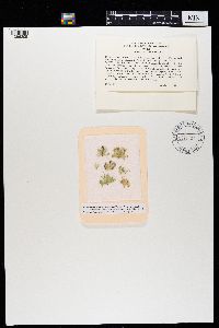 Ramalina sinensis image