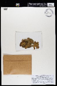 Pseudocyphellaria crocata image