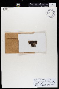 Melanohalea exasperata image