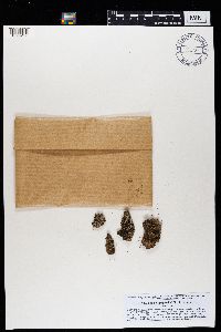 Thumbnail image of current specimen