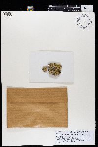 Lecanora polytropa image