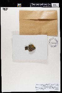 Rinodina oleae image