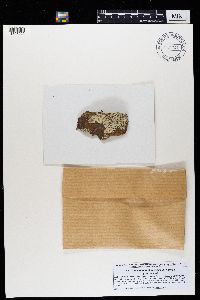 Dimelaena oreina image