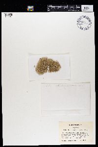 Heterodermia speciosa image