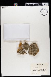 Physcia subtilis image