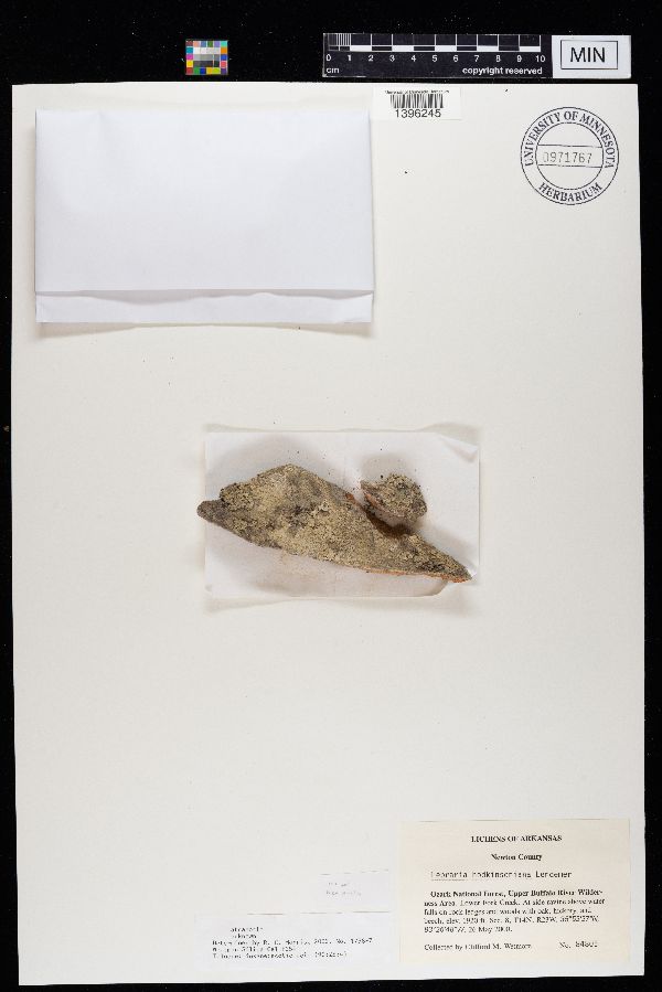 Lepraria hodkinsoniana image