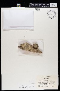 Media resource of Lepraria hodkinsoniana