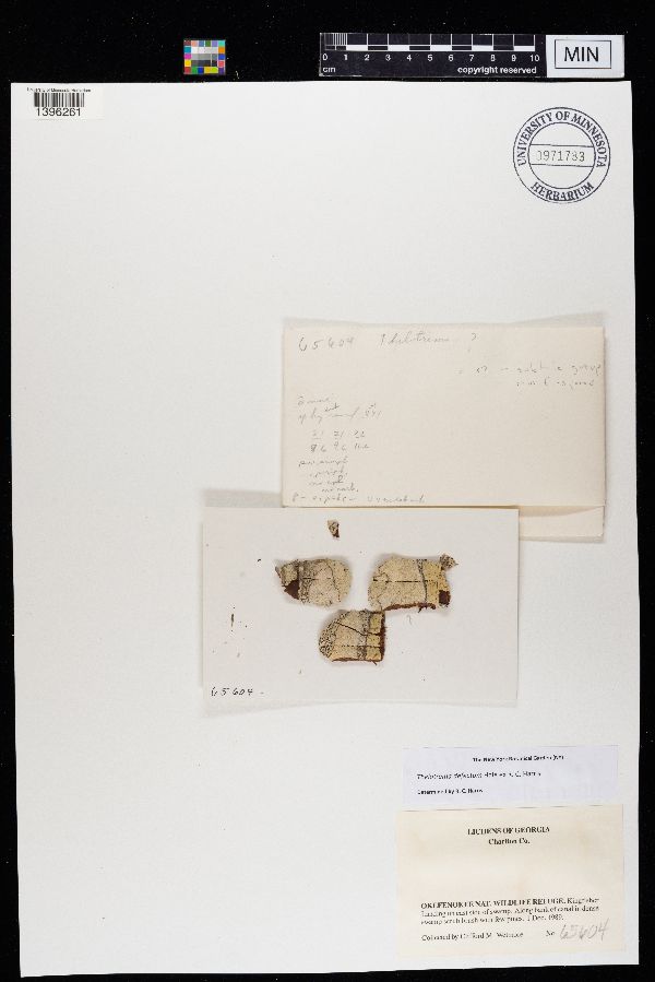 Thelotrema defectum image