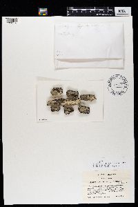 Lecanora appalachensis image