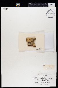 Buelliella trypethelii image