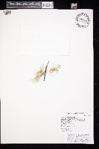 Usnea subfloridana image