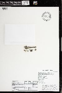 Physcia aipolia image