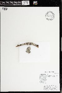 Parmelia sulcata image