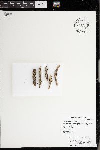 Parmeliopsis hyperopta image