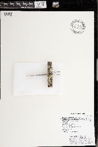 Candelaria concolor image