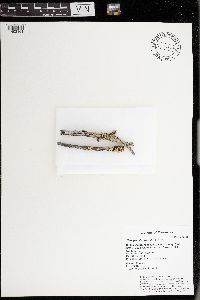 Hypogymnia physodes image