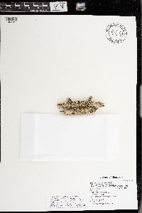 Evernia mesomorpha image