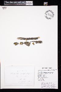 Xanthomendoza hasseana image