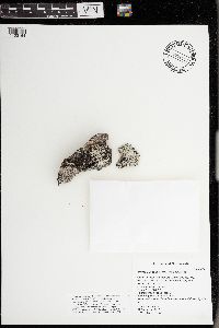 Physcia aipolia image