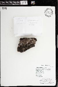 Physconia detersa image