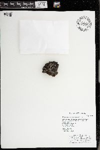 Phaeophyscia hispidula image