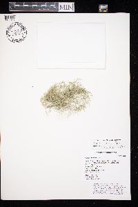 Usnea cavernosa image