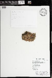 Nephroma helveticum image