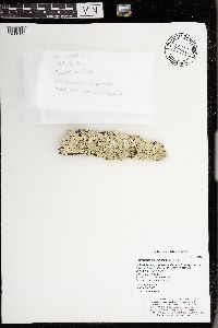 Flavoparmelia caperata image