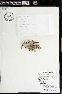 Flavopunctelia flaventior image