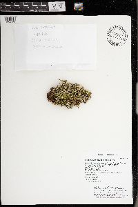 Cladonia coniocraea image