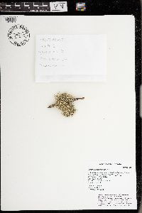 Evernia mesomorpha image