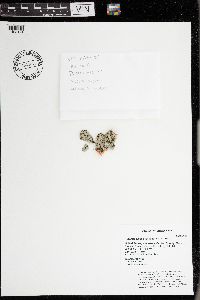 Physcia aipolia image