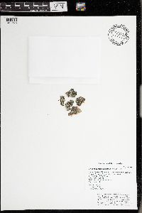 Phaeophyscia pusilloides image