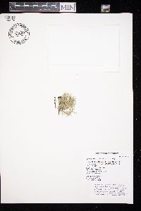 Usnea hirta image