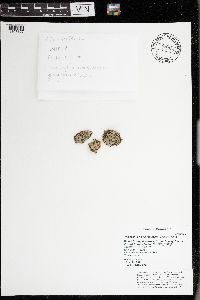 Phaeophyscia rubropulchra image