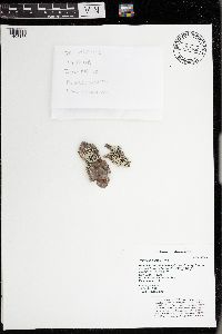 Parmelia sulcata image