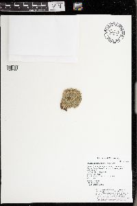 Punctelia bolliana image