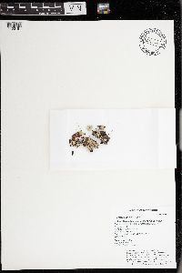 Parmelia sulcata image