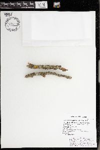 Hyperphyscia syncolla image