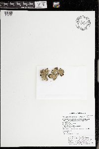 Flavoparmelia baltimorensis image