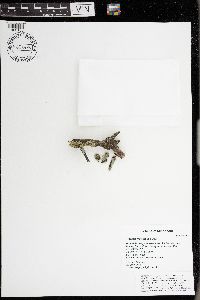 Physcia millegrana image