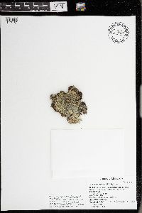 Punctelia bolliana image