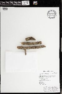 Hyperphyscia adglutinata image