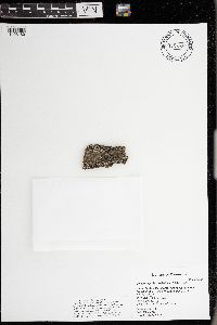 Phaeophyscia pusilloides image