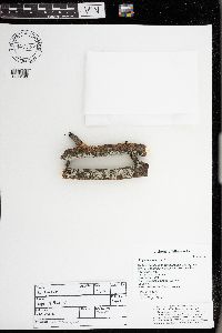 Physcia stellaris image