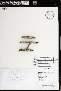 Myelochroa galbina image