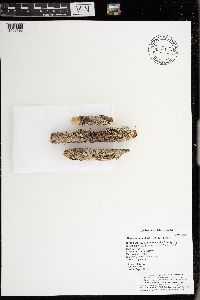 Myelochroa galbina image