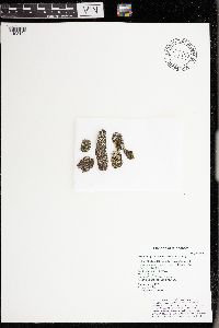 Phaeophyscia ciliata image